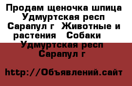 Продам щеночка шпица - Удмуртская респ., Сарапул г. Животные и растения » Собаки   . Удмуртская респ.,Сарапул г.